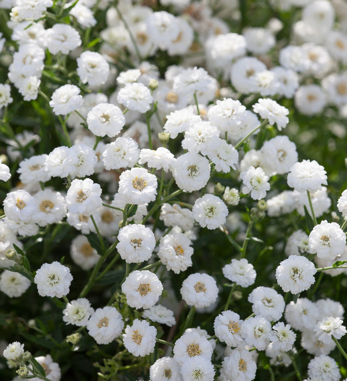 Achillea ptarmica 'The Pearl'