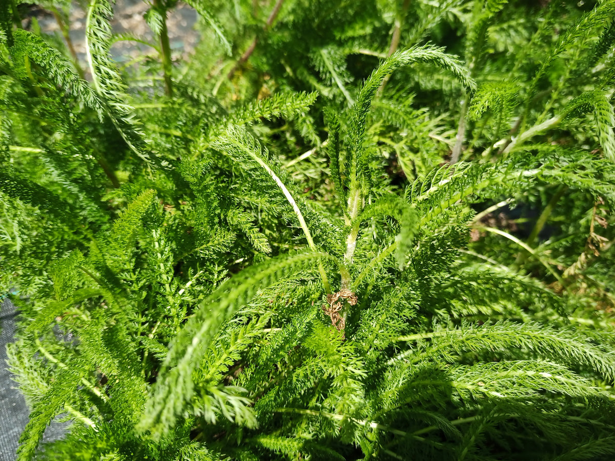 Achillea millefolium Lavender and Lace