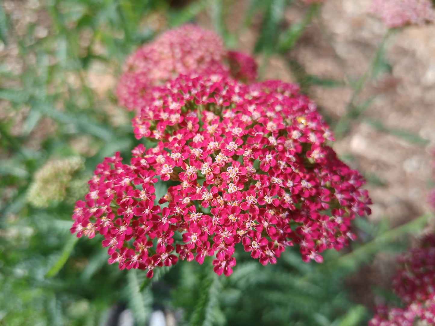 Achillea Florist's 4 Pack