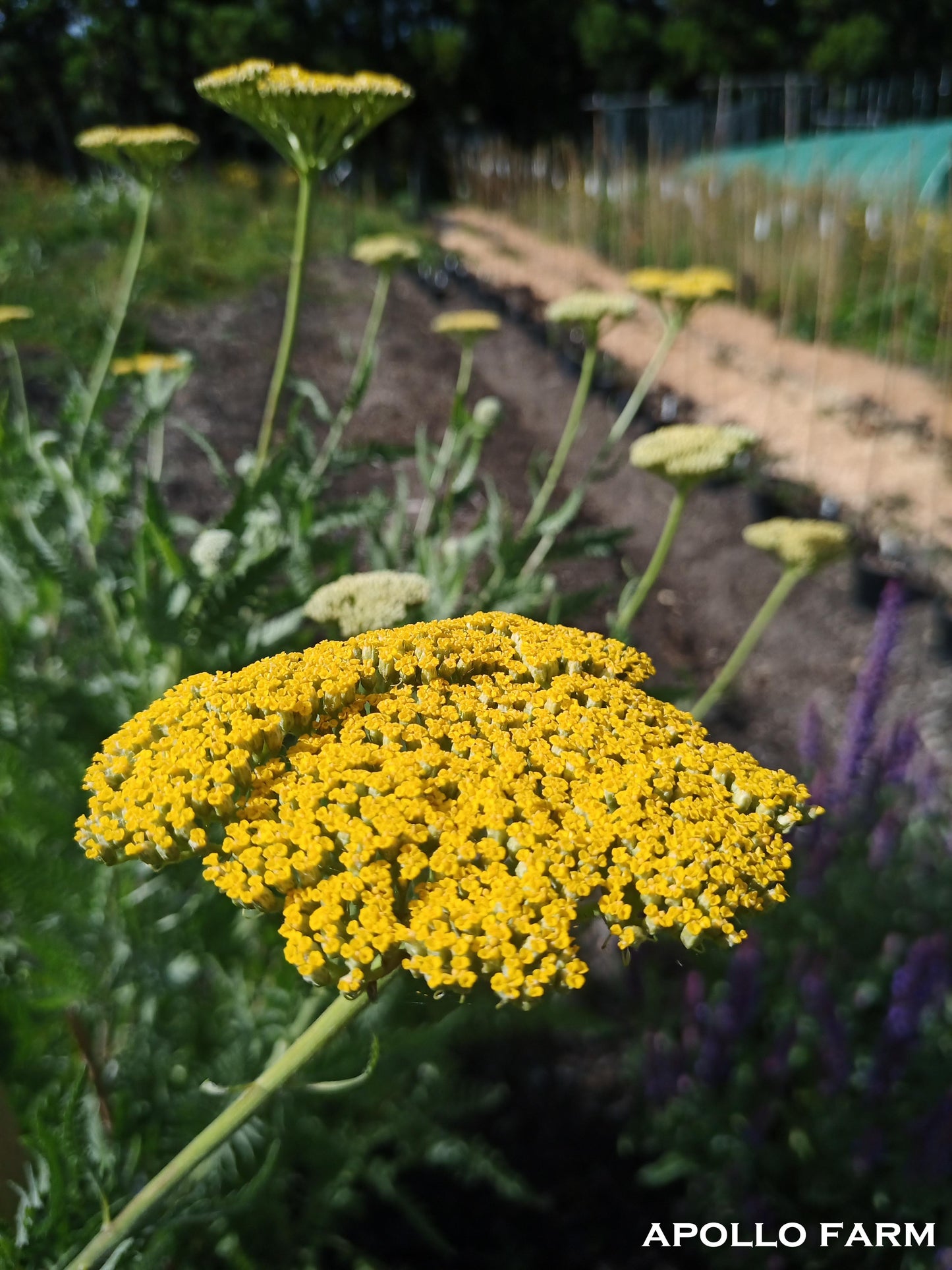 Achillea Filipendulina Moonshine