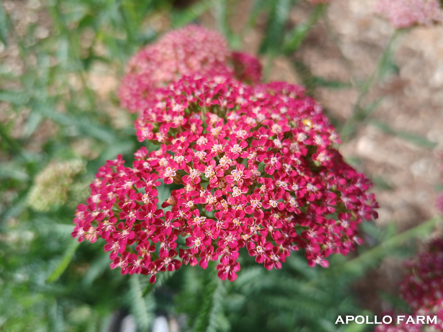 Achillea Millefolium Belle Epoque