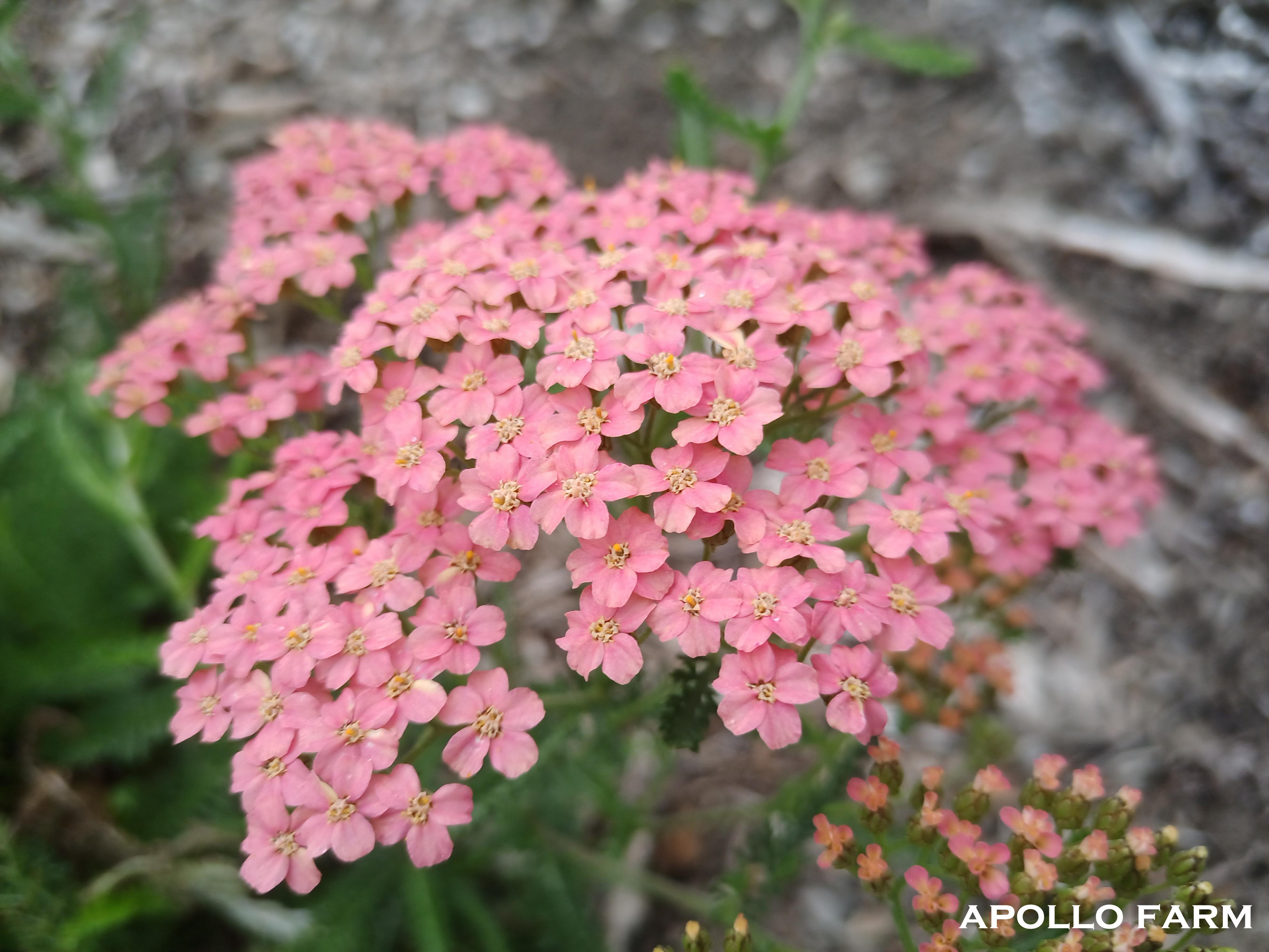 Achillea millefolium 'Island Pink' - Linda Vista Native Plants