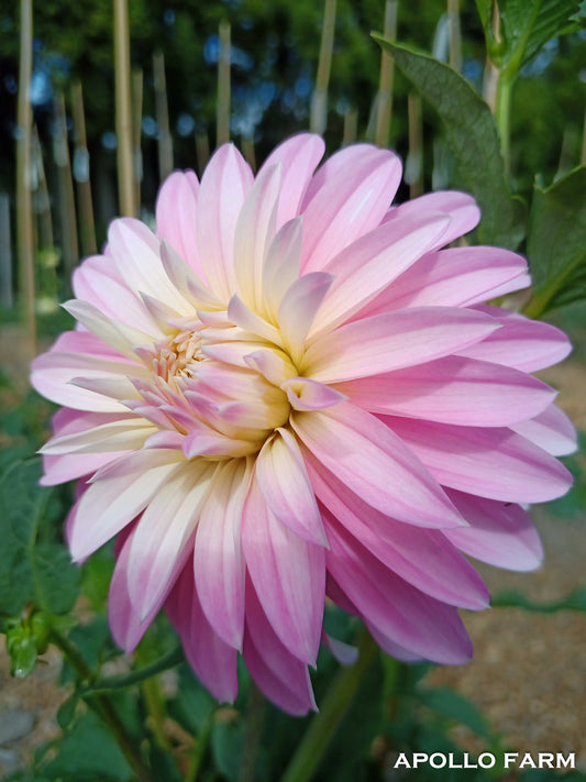 Dahlia: Alloway Candy (NZ Heritage dahlia)