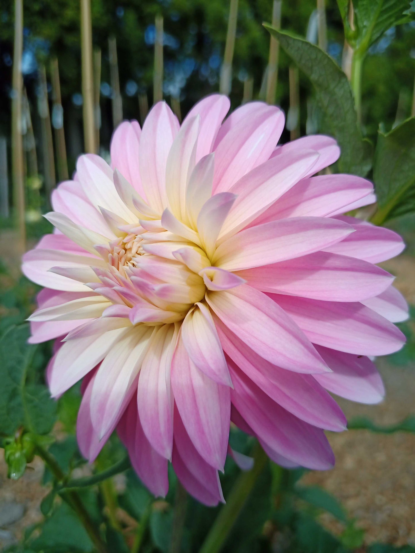 Apollo Farm Gift Cards