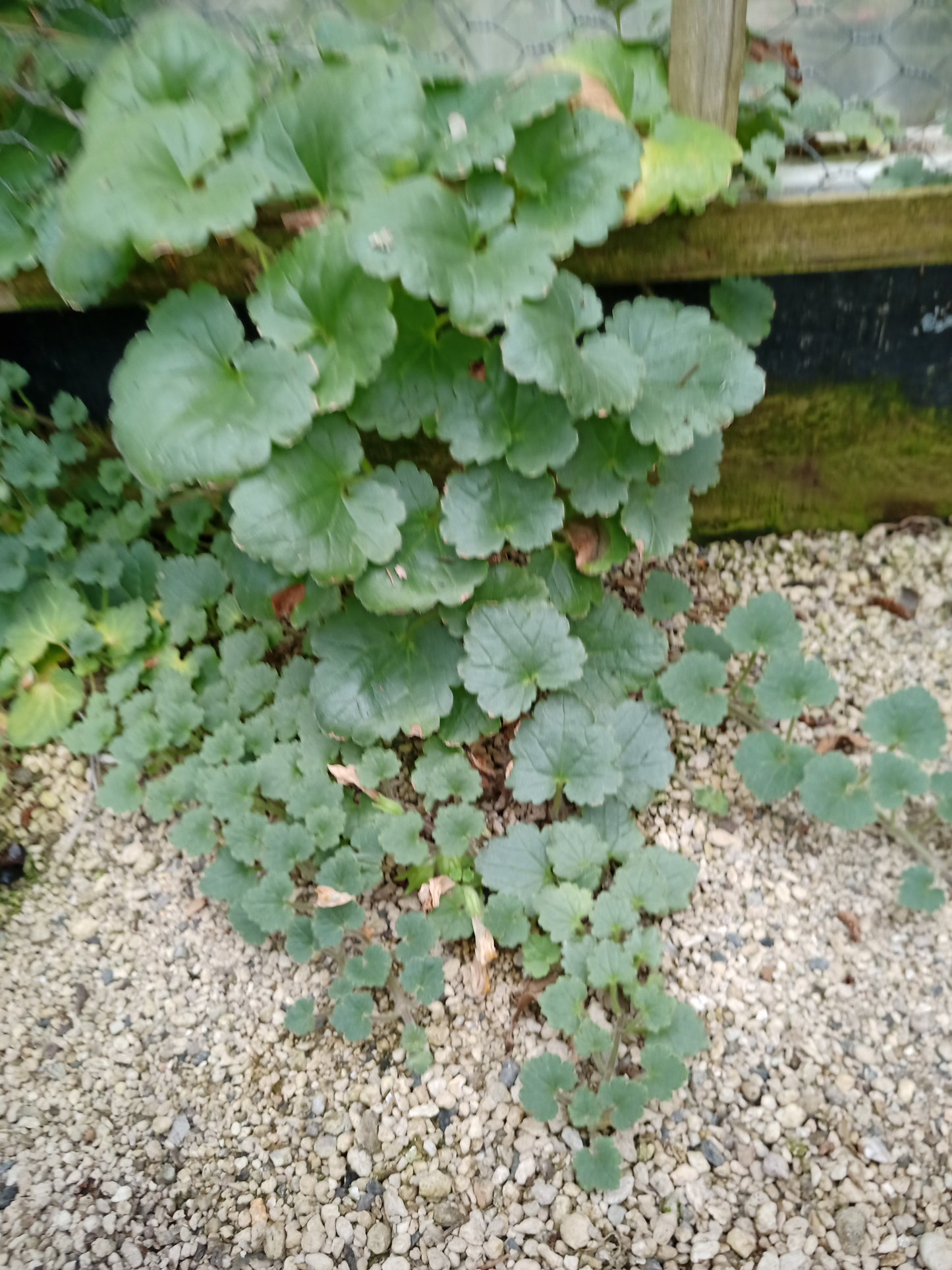 Creeping Snapdragon (Asarina procumbens)
