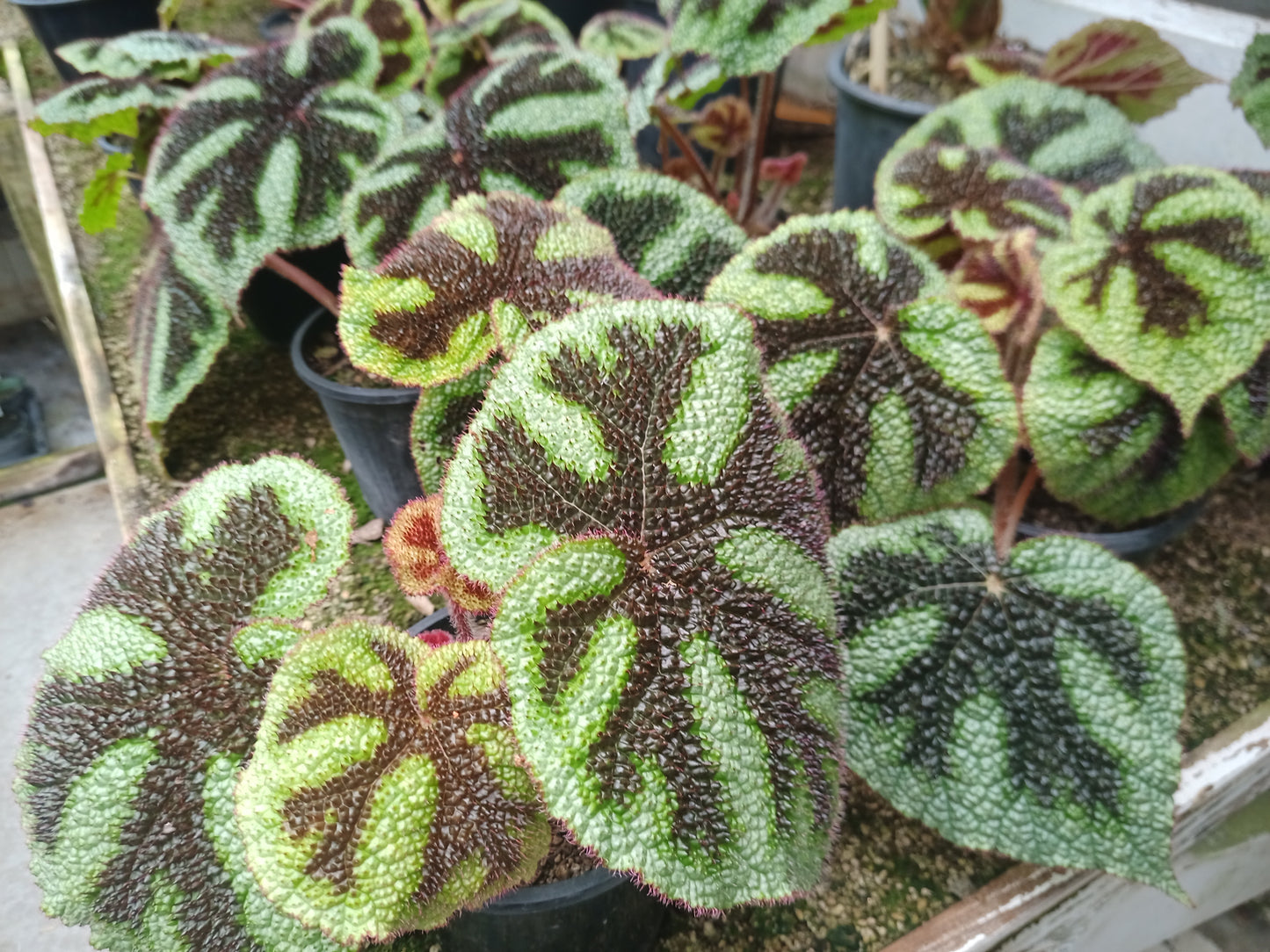 Begonia masoniana 'Iron Cross'