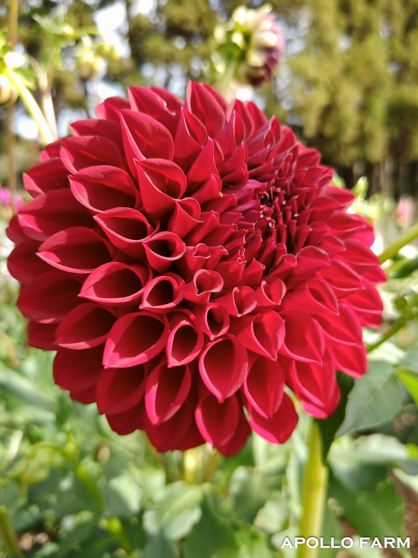 Dahlia: Boom Boom Red