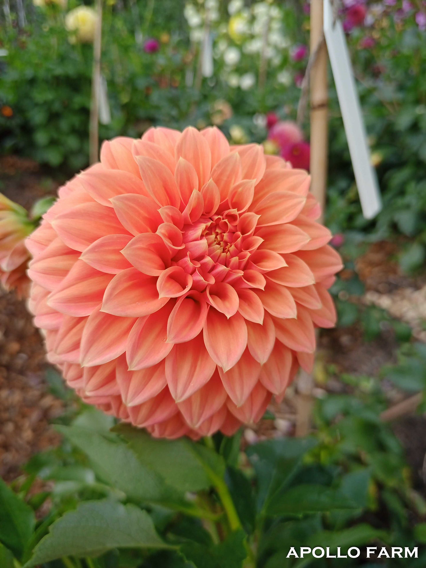 Dahlia: Bracken Palomino