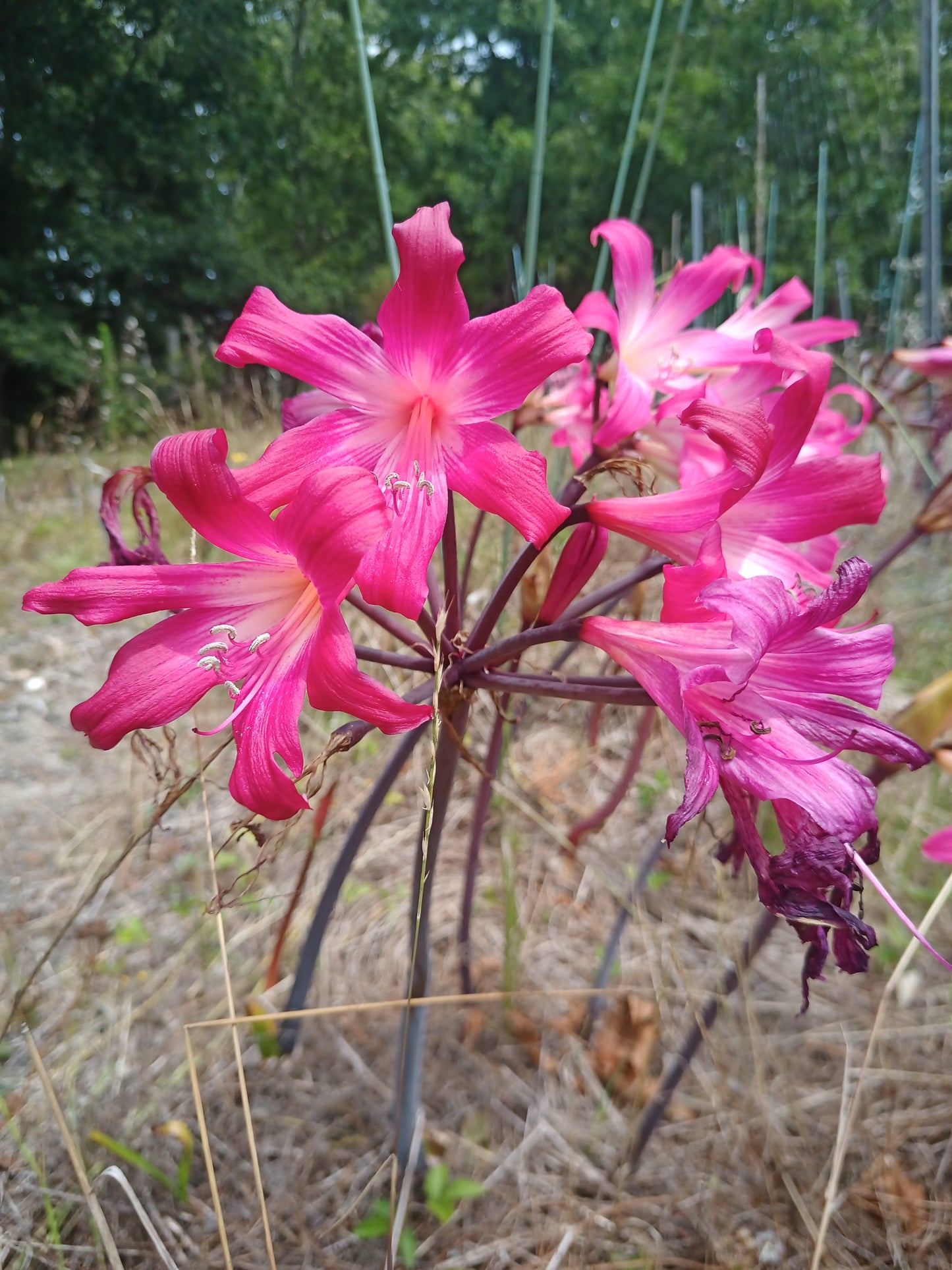 Amaryllis belladonna 'Deep Cerise' - 3 bulbs - XXL size