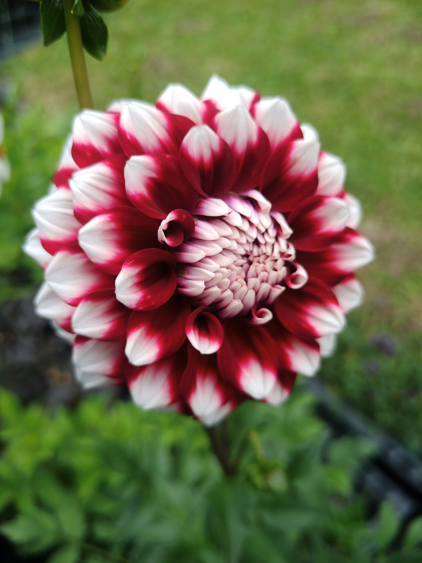 Dahlia: Checkers