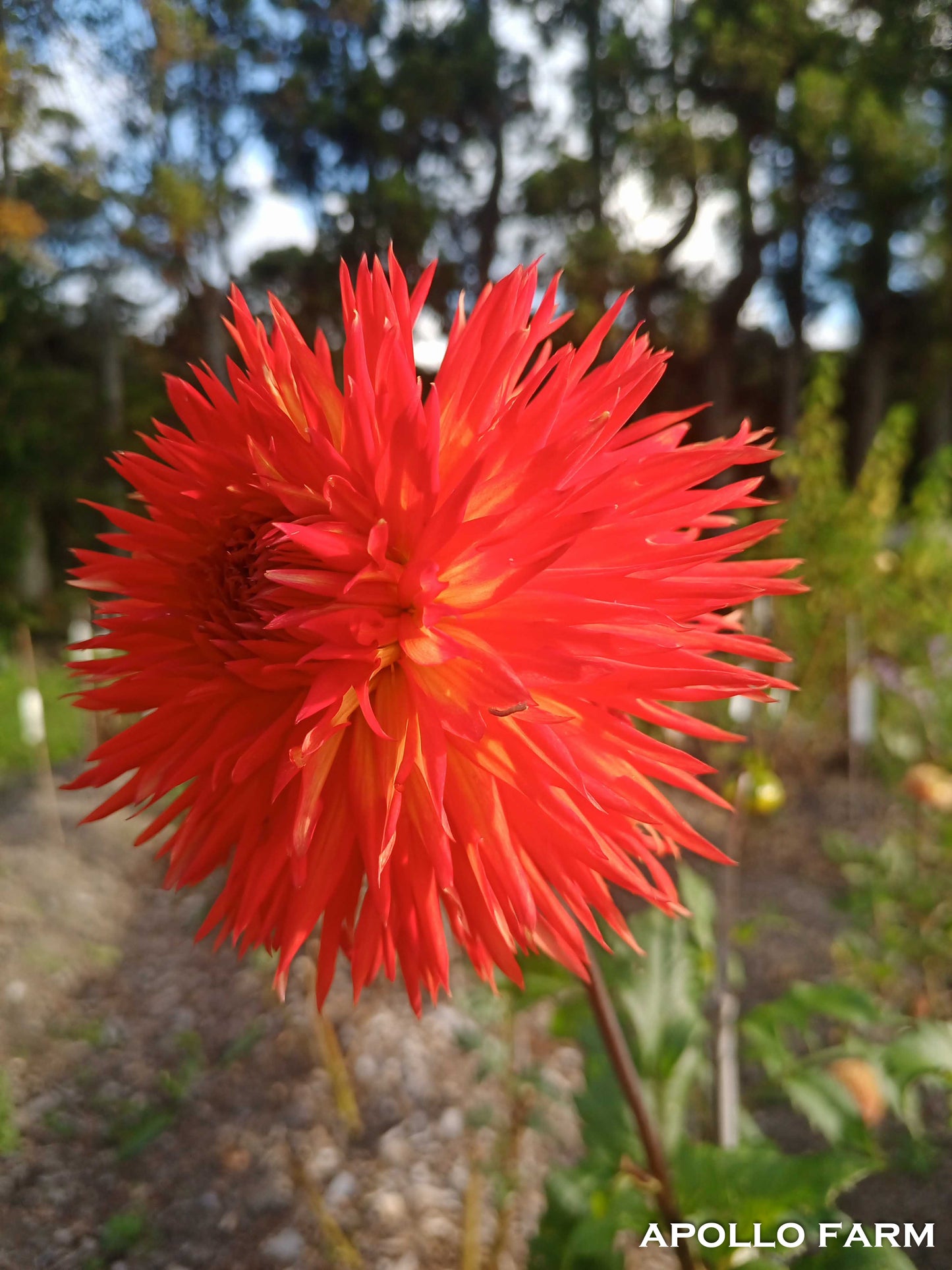 Dahlia: Cheyenne