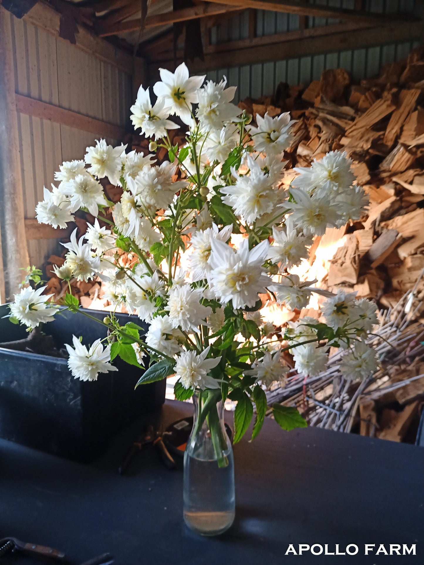 Dahlia Excelsa (Double White/Anemone)