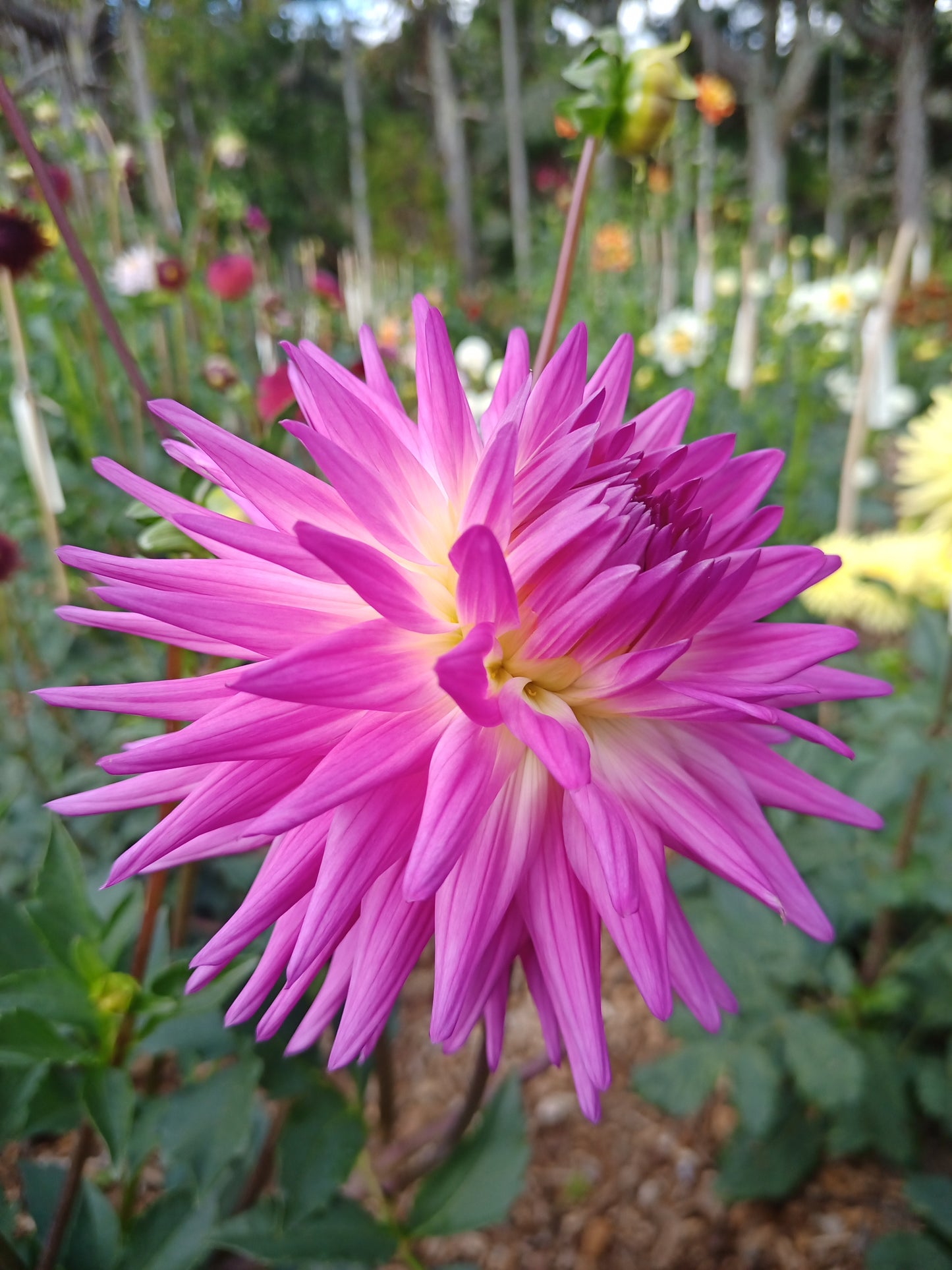 Dahlia: Daleko Venus
