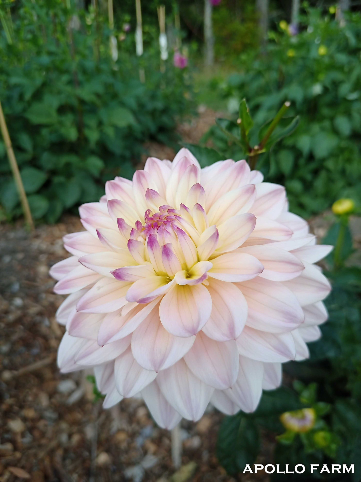 Dahlia: Diana's Memory