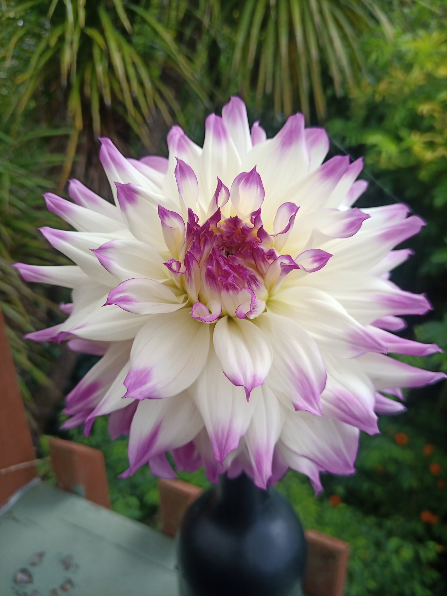 Dahlia: Ferncliff Illusion