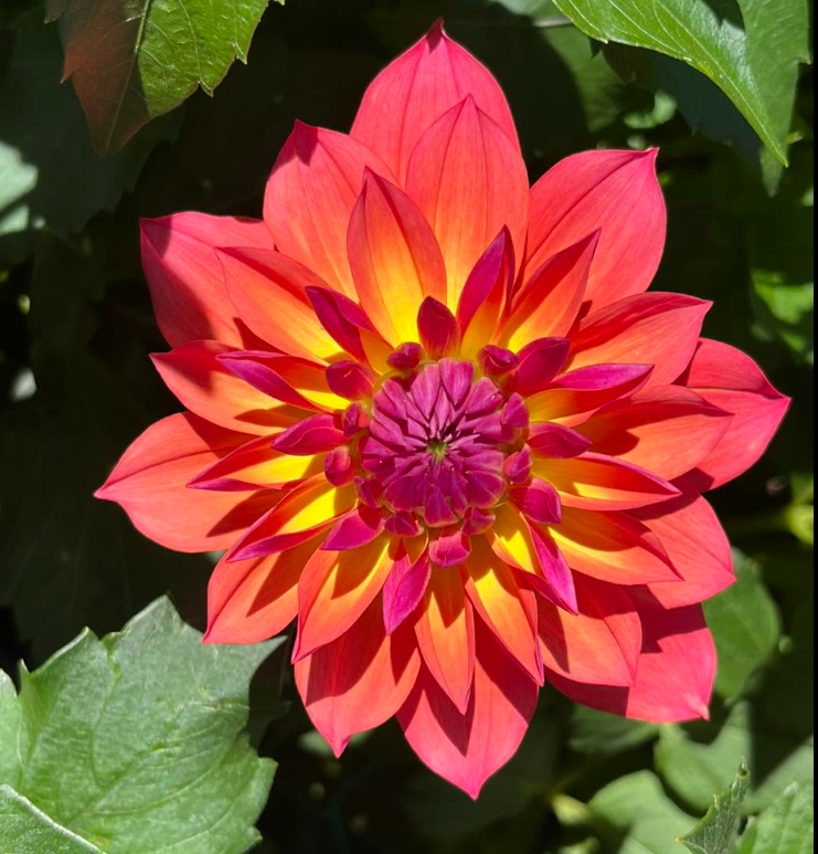 Dahlia: Firepot