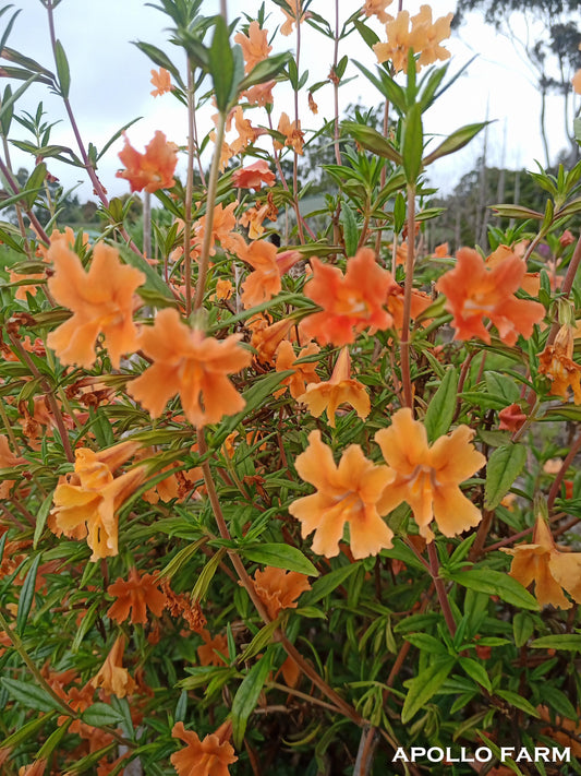 Fred Thorley Hardwood: (Diplacus aurantiacus) 1.5L