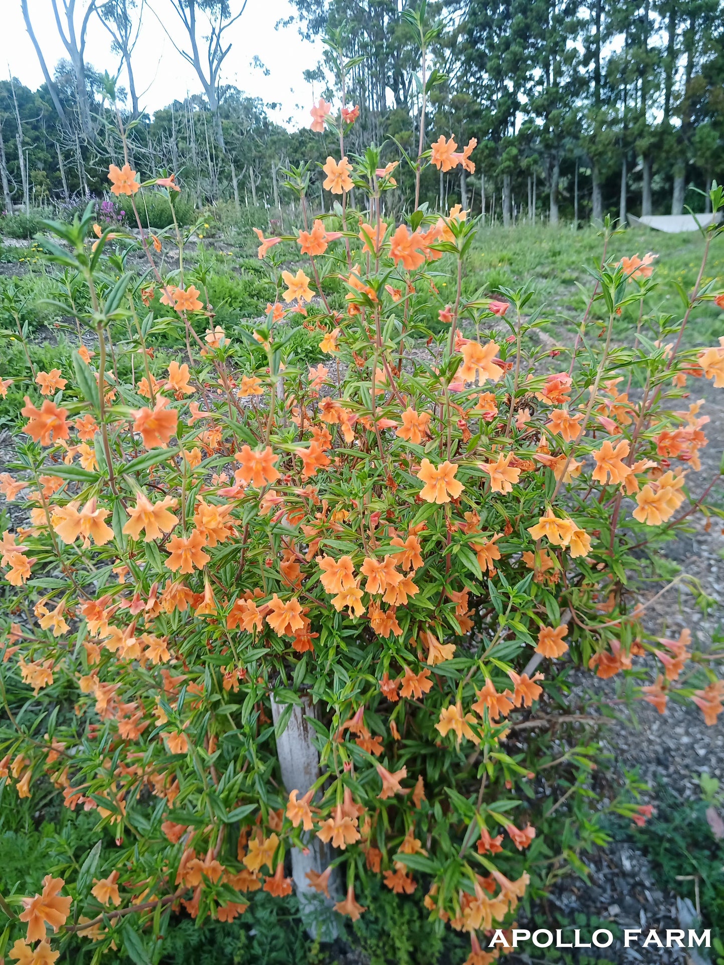 Fred Thorley Hardwood: (Diplacus aurantiacus) 1.5L