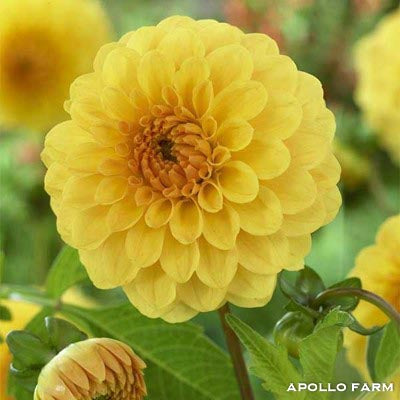 Dahlia: Golden Sceptre