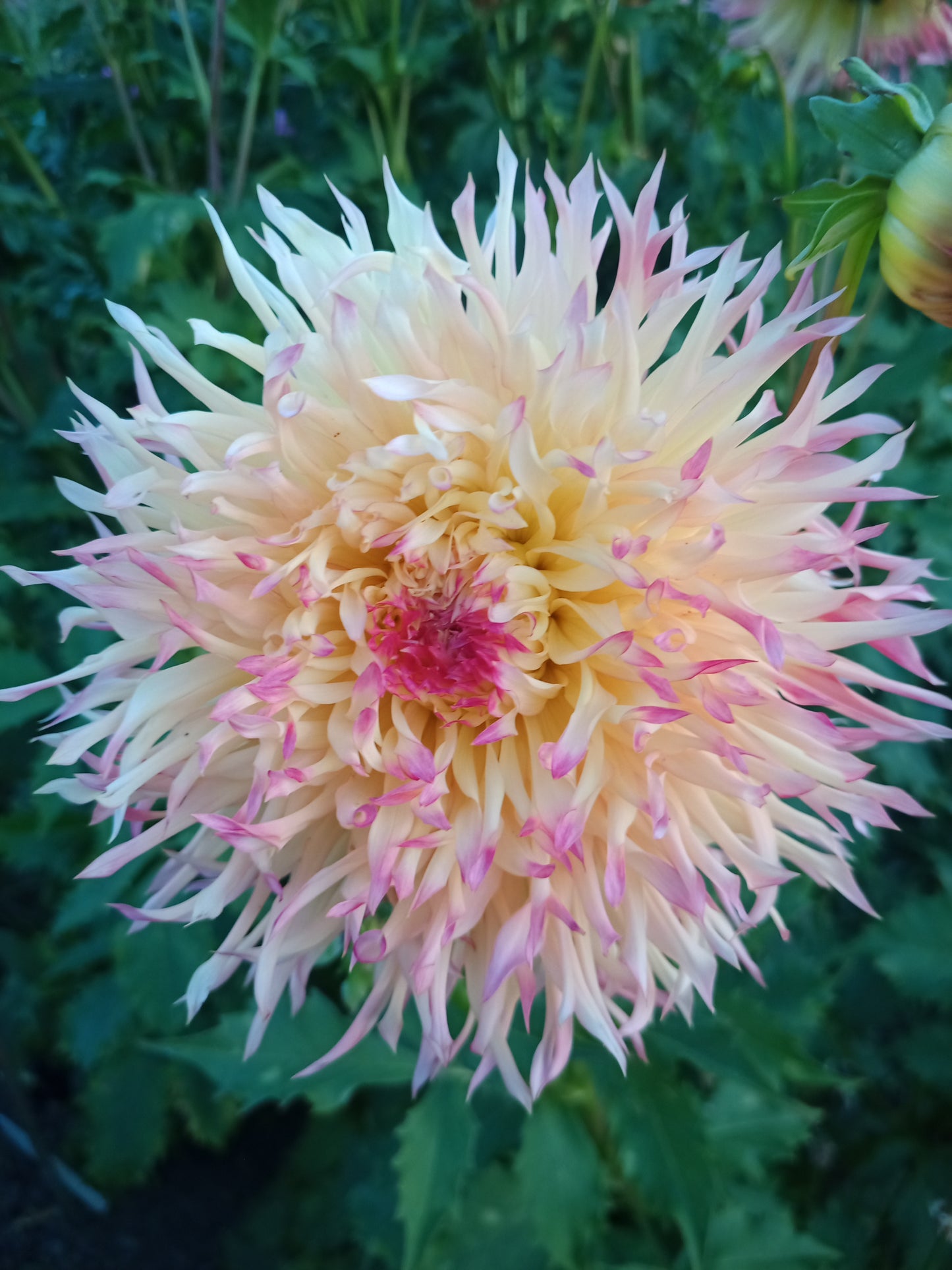Dahlia: Hapet Perfect (syn Hapet Perfekt)
