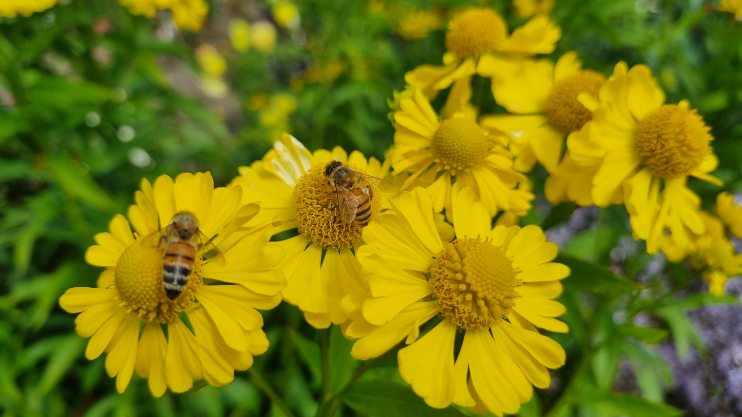 Helenium Summer Solstice (syn. H. July Sun)
