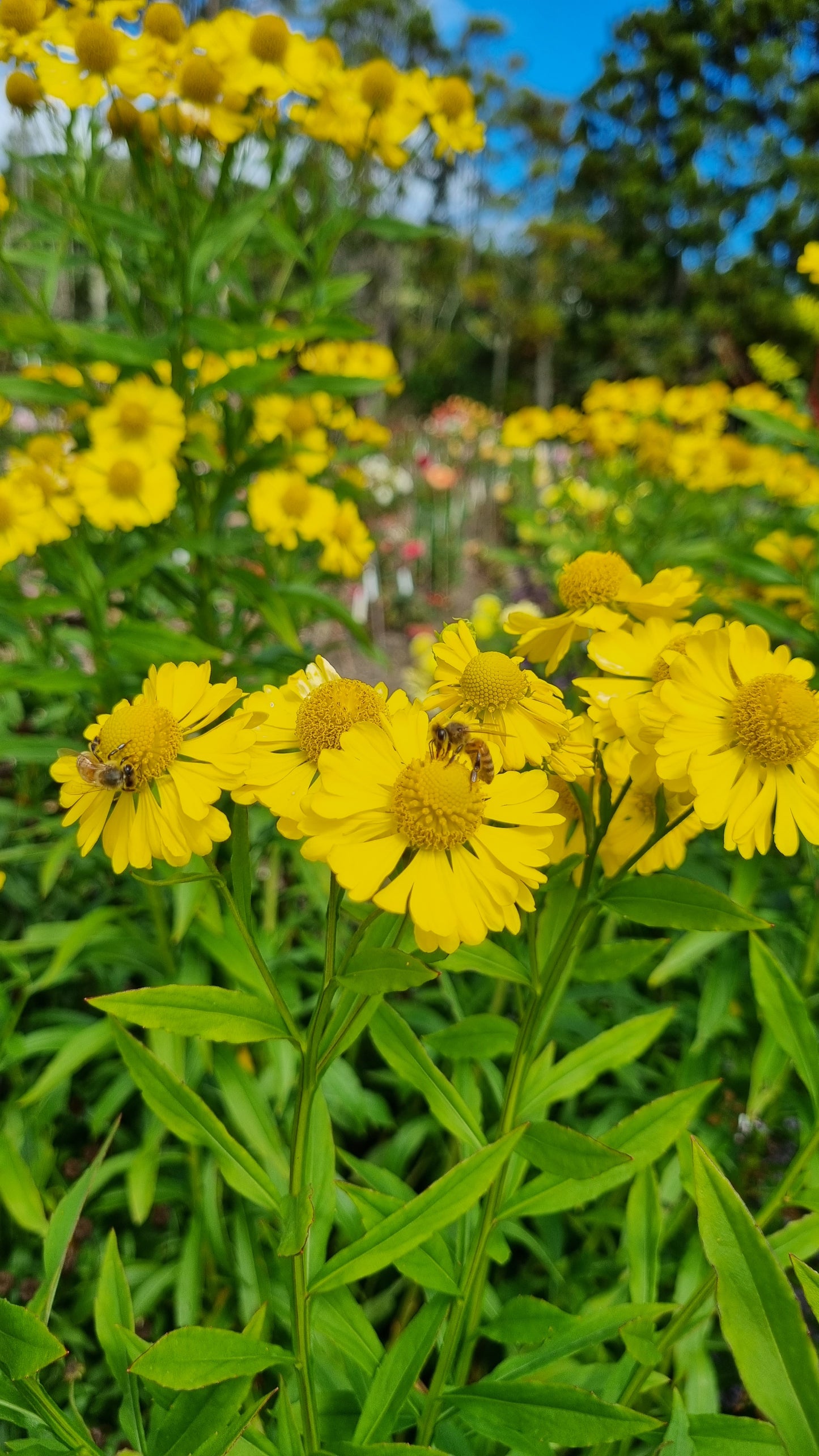 Helenium Summer Solstice (syn. H. July Sun)
