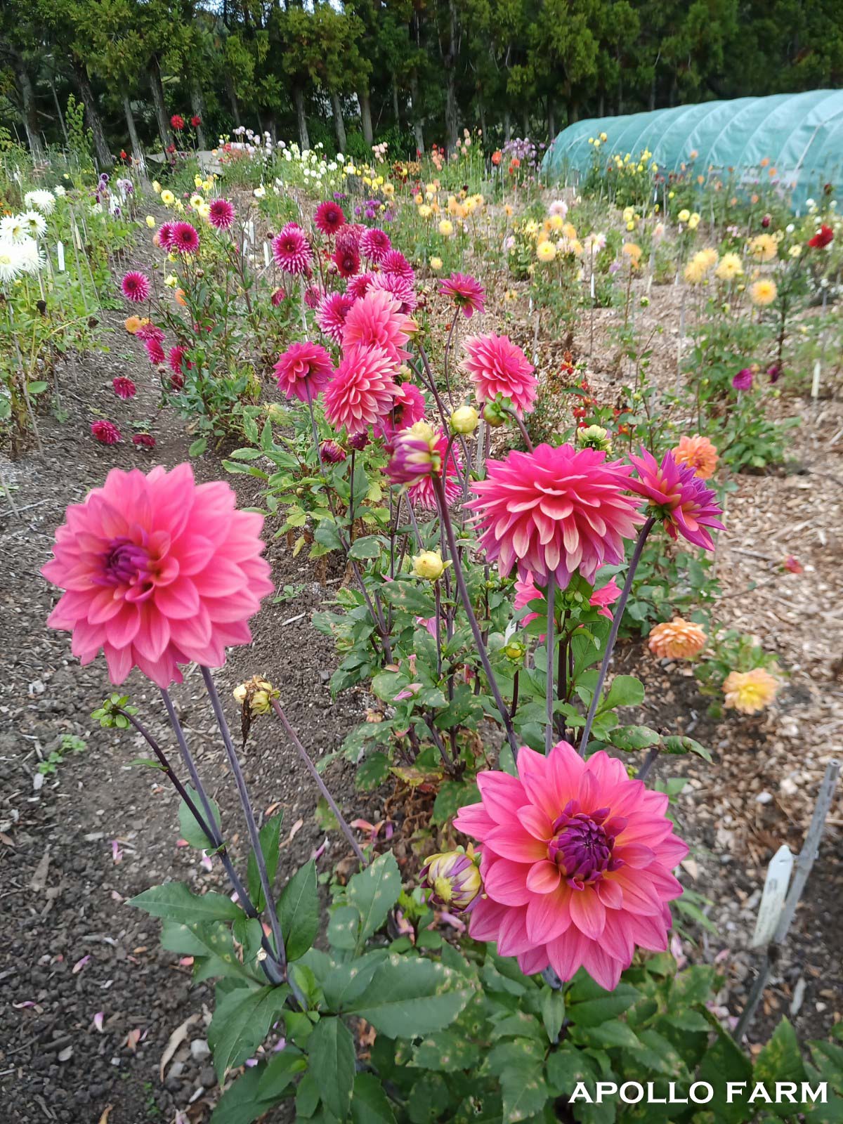 PYO Flowers: Saturday April 20th 9-12am
