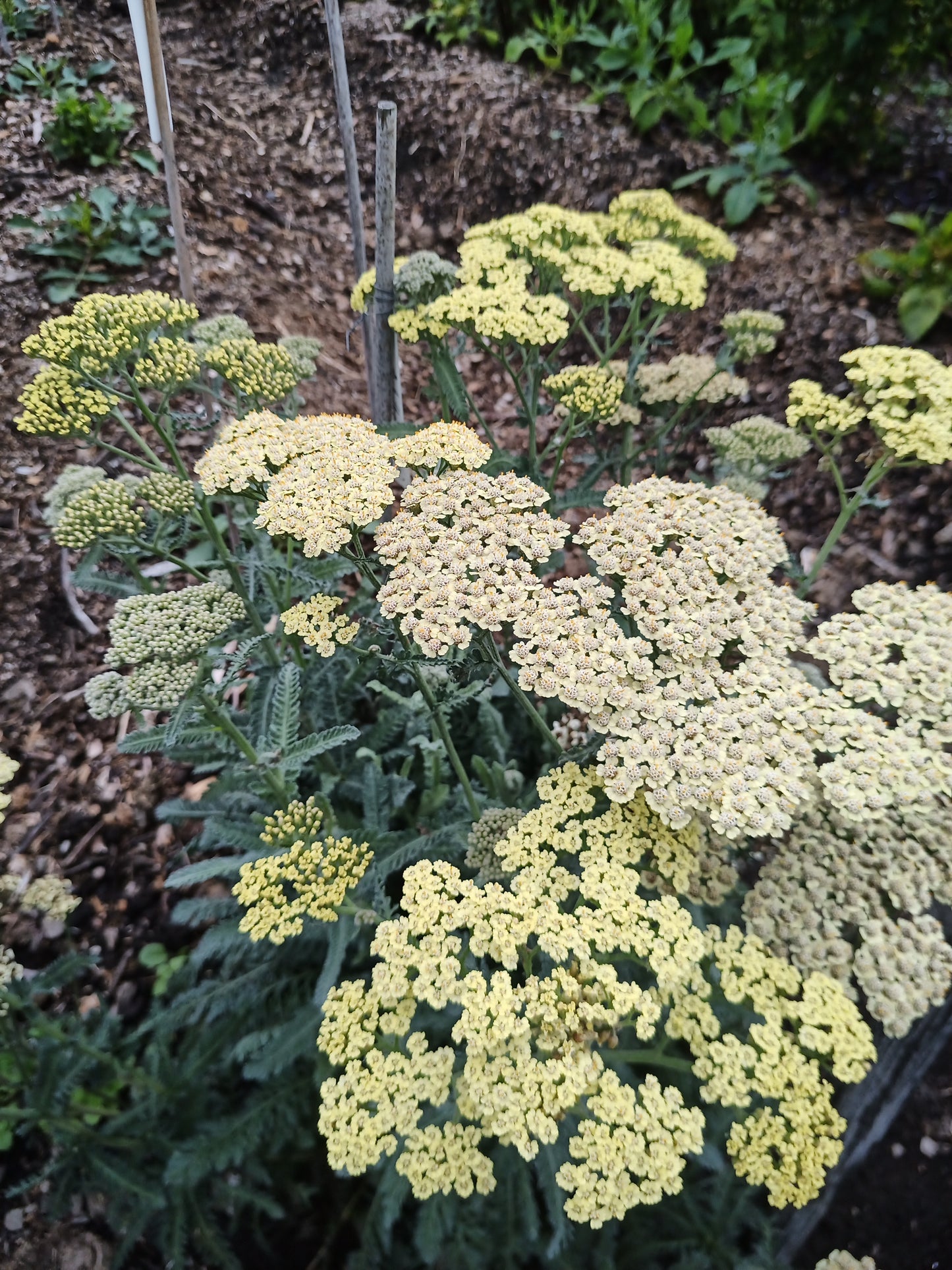 Achillea Filipendulina Anthea