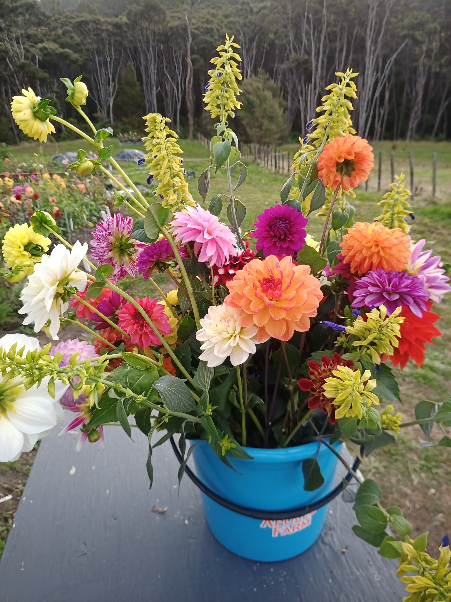 PYO Flowers Tuesday April 9th: 4-6pm