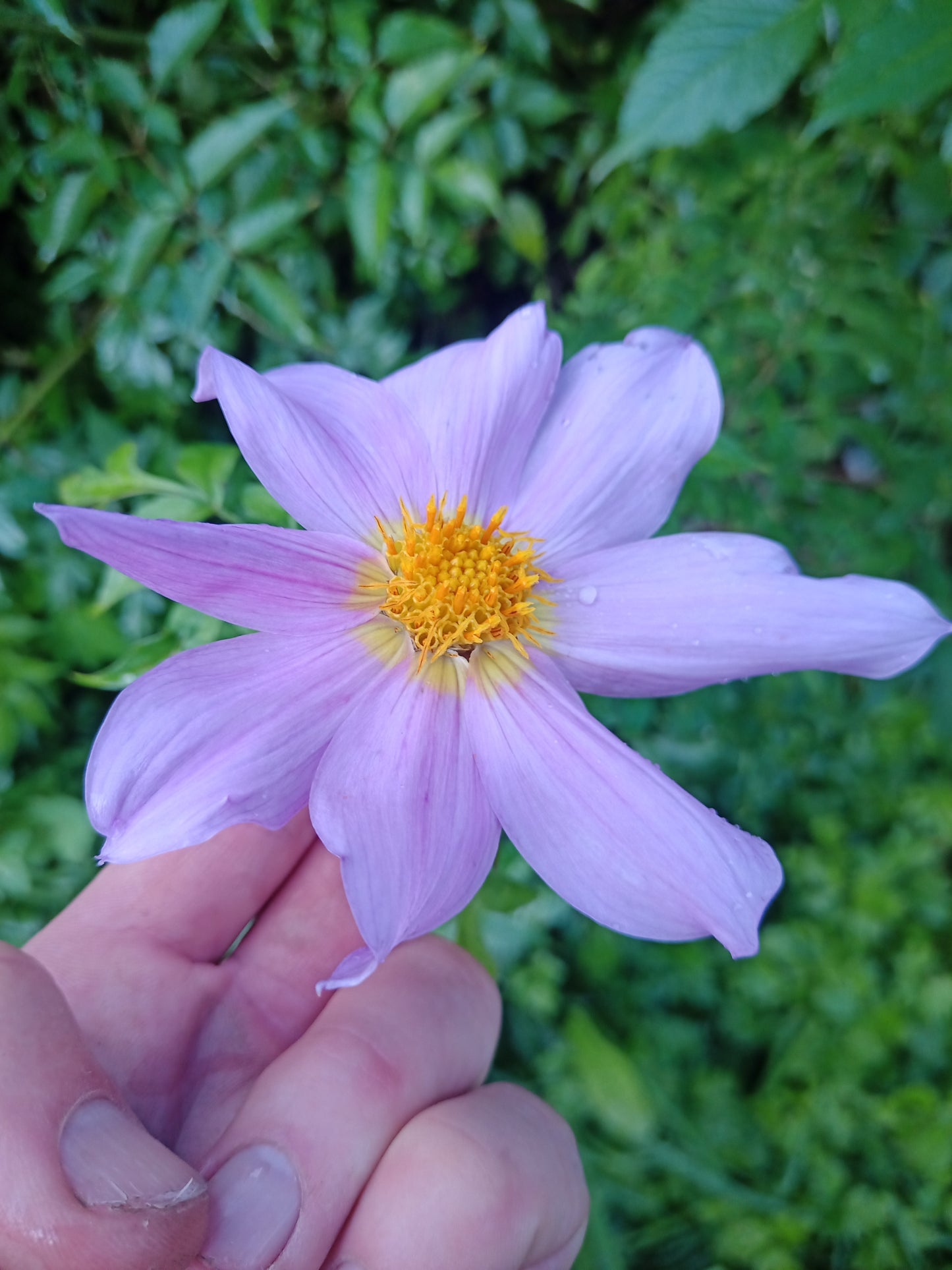 Dahlia Shrub: Melanie