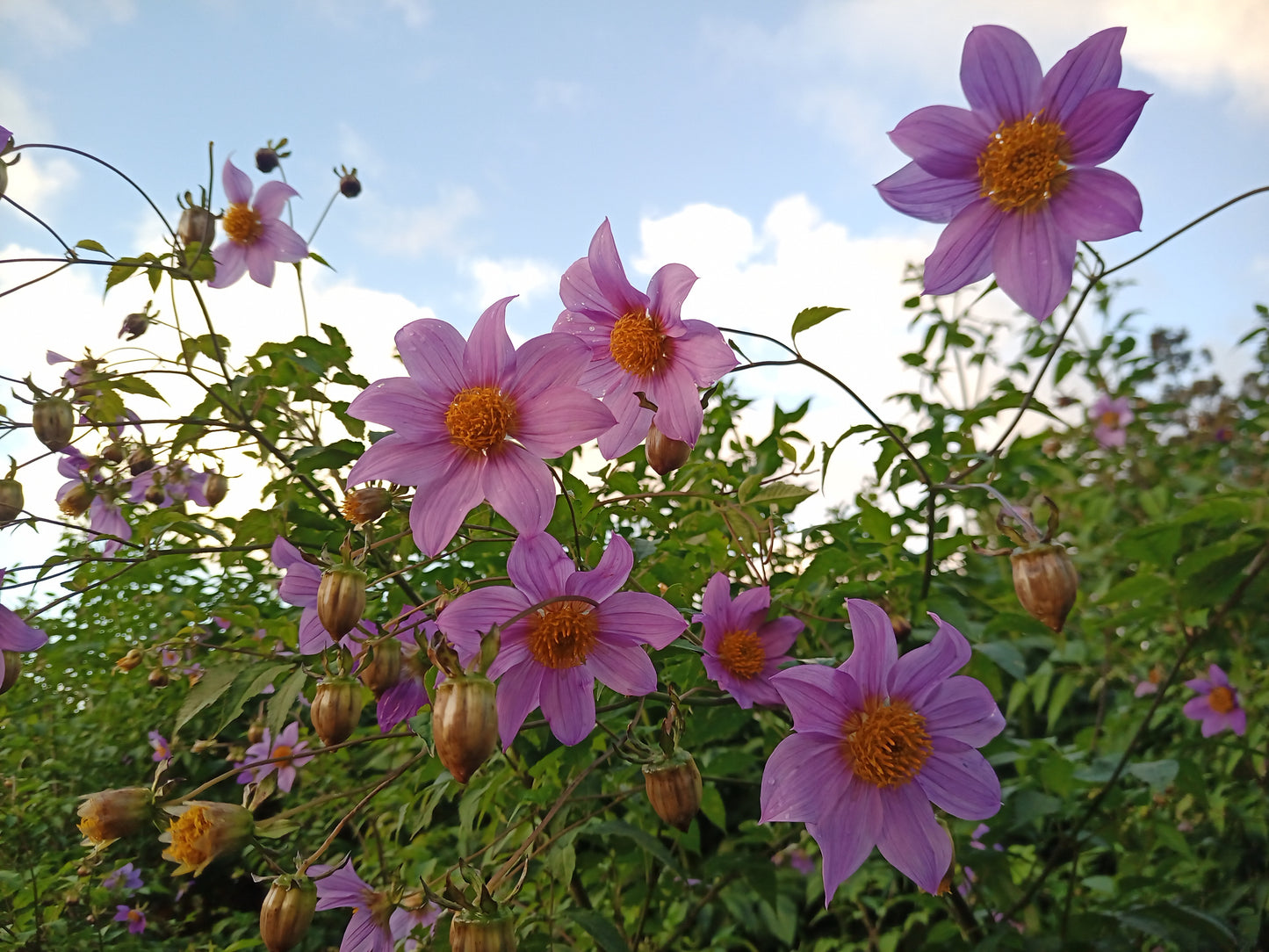 Tree Dahlia: Galaxy Prince (Bred by Apollo Farm)