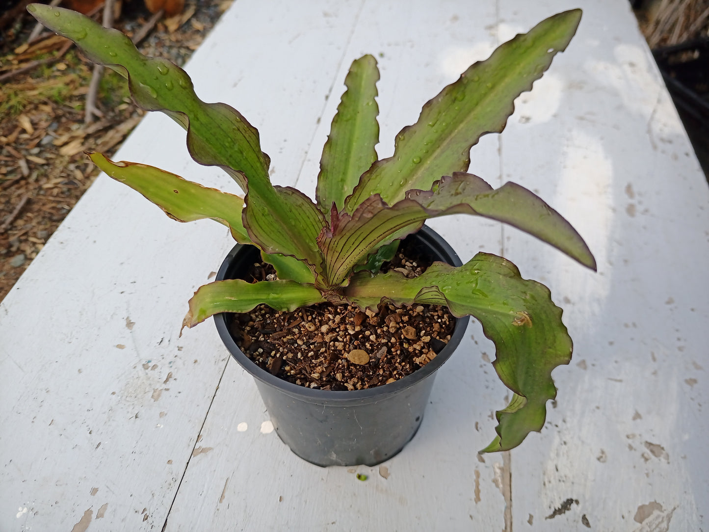 Eucomis comosa ‘Lotte’