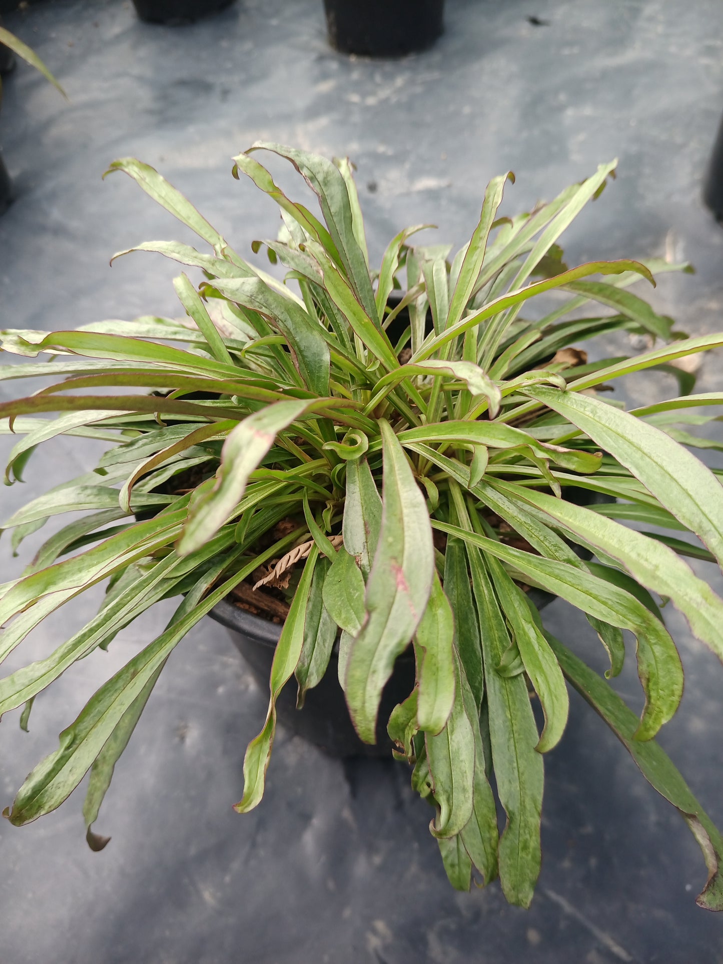 Penstemon Barbatus Twizzle Scarlet