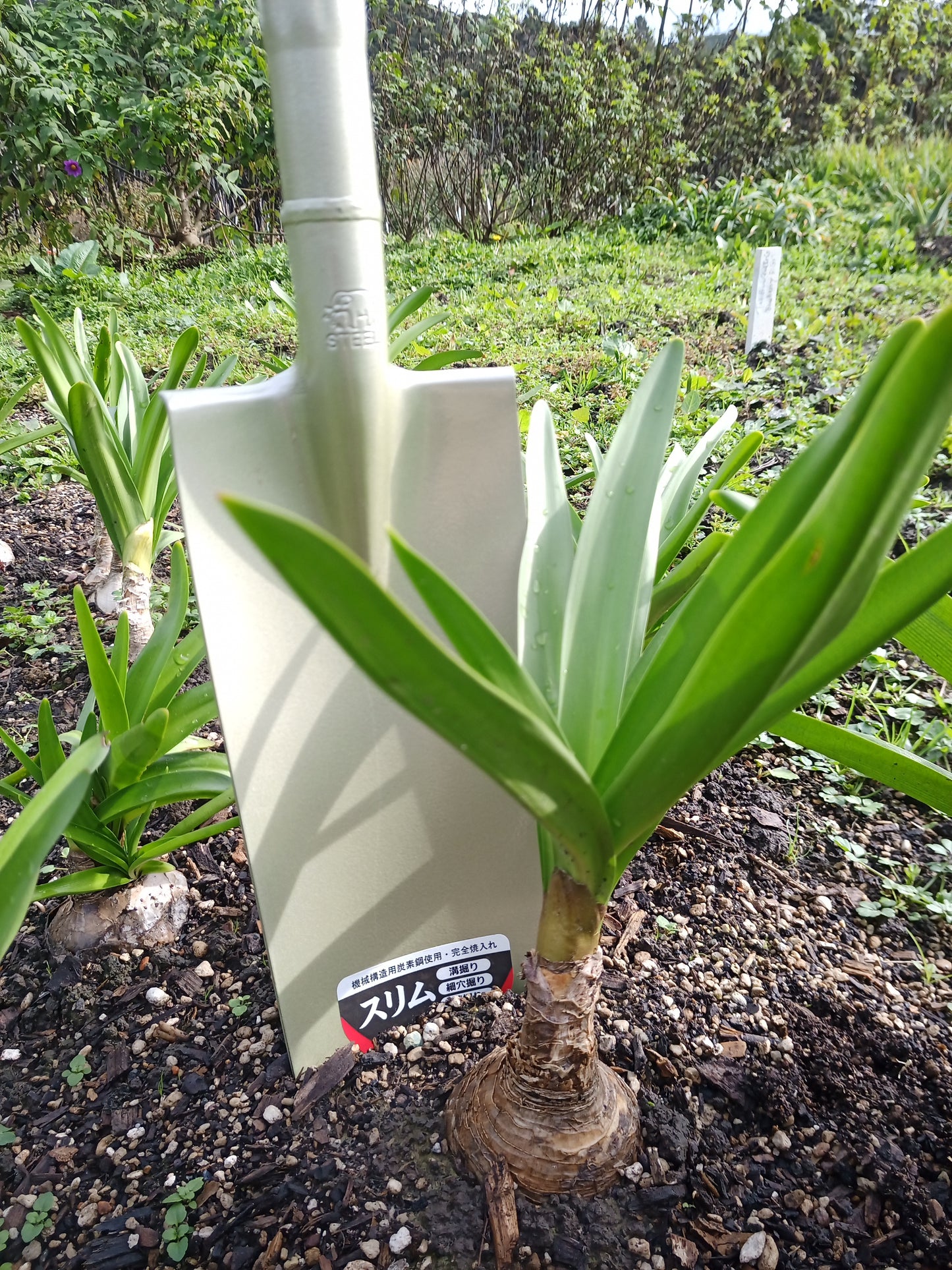 Kinzo Long: Bulb & Trenching Spade