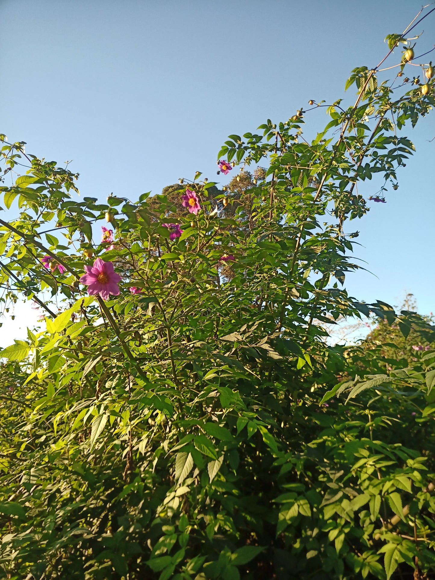 Dahlia Imperalis (Wild Form)