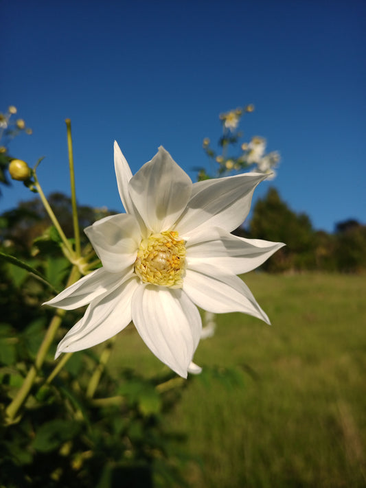 Dahlia Excelsa (Single)