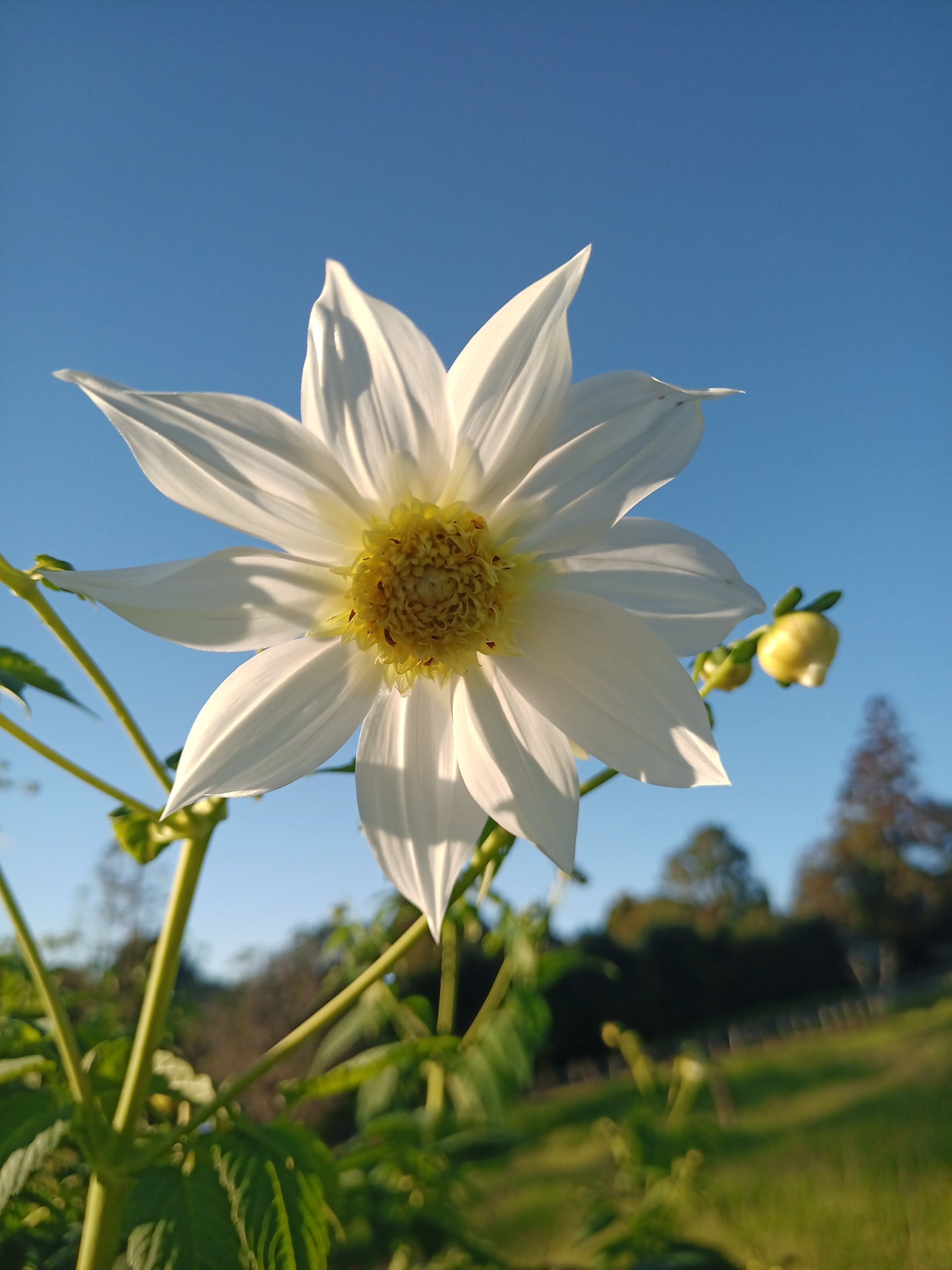 Dahlia Excelsa (Single)