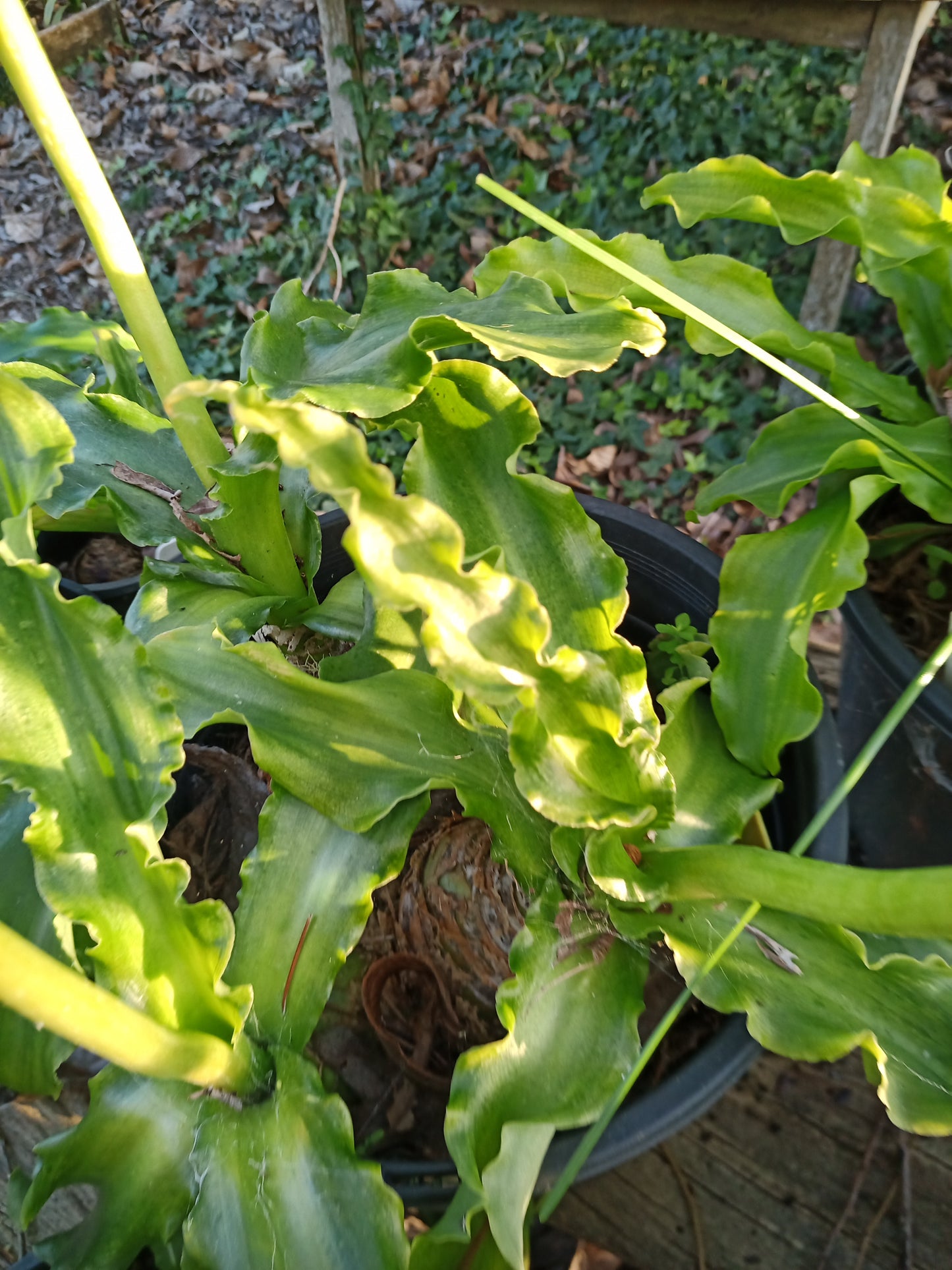 Veltheimia bracteata "Cherry Pie"