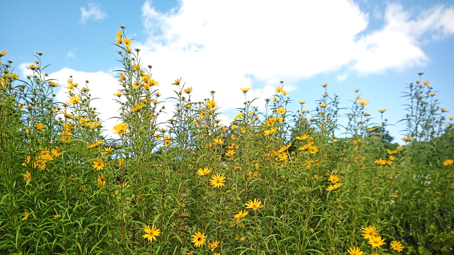 Helianthus maximiliani