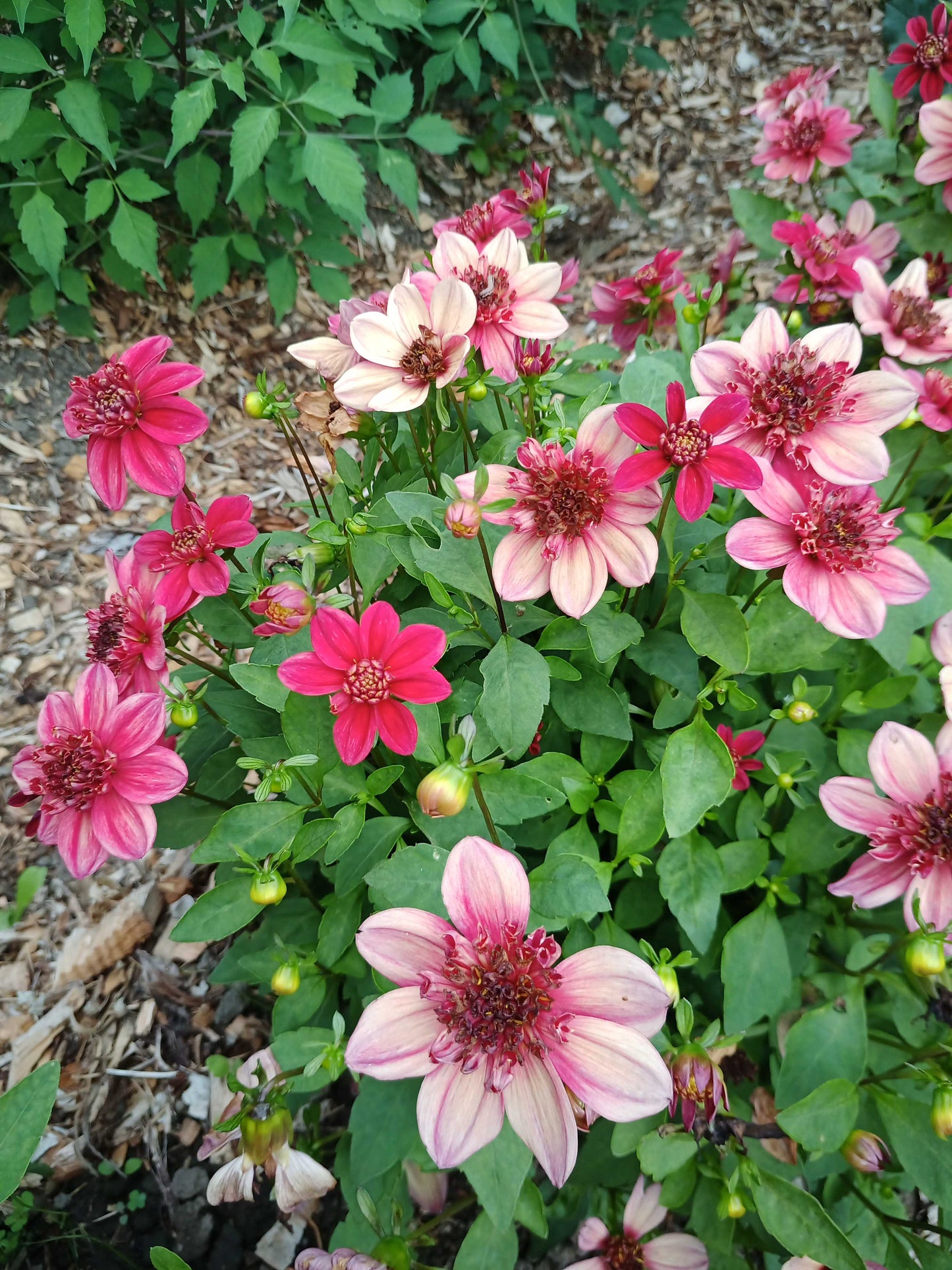 Dahlia: Inca