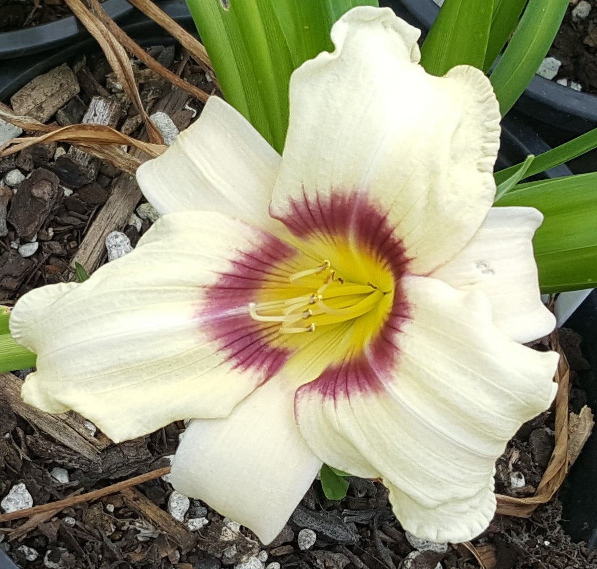 Hemerocallis (Daylily) - Joscelyn's Joy