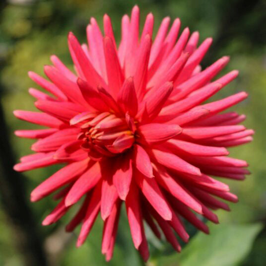 Dahlia: Josudi Hercules