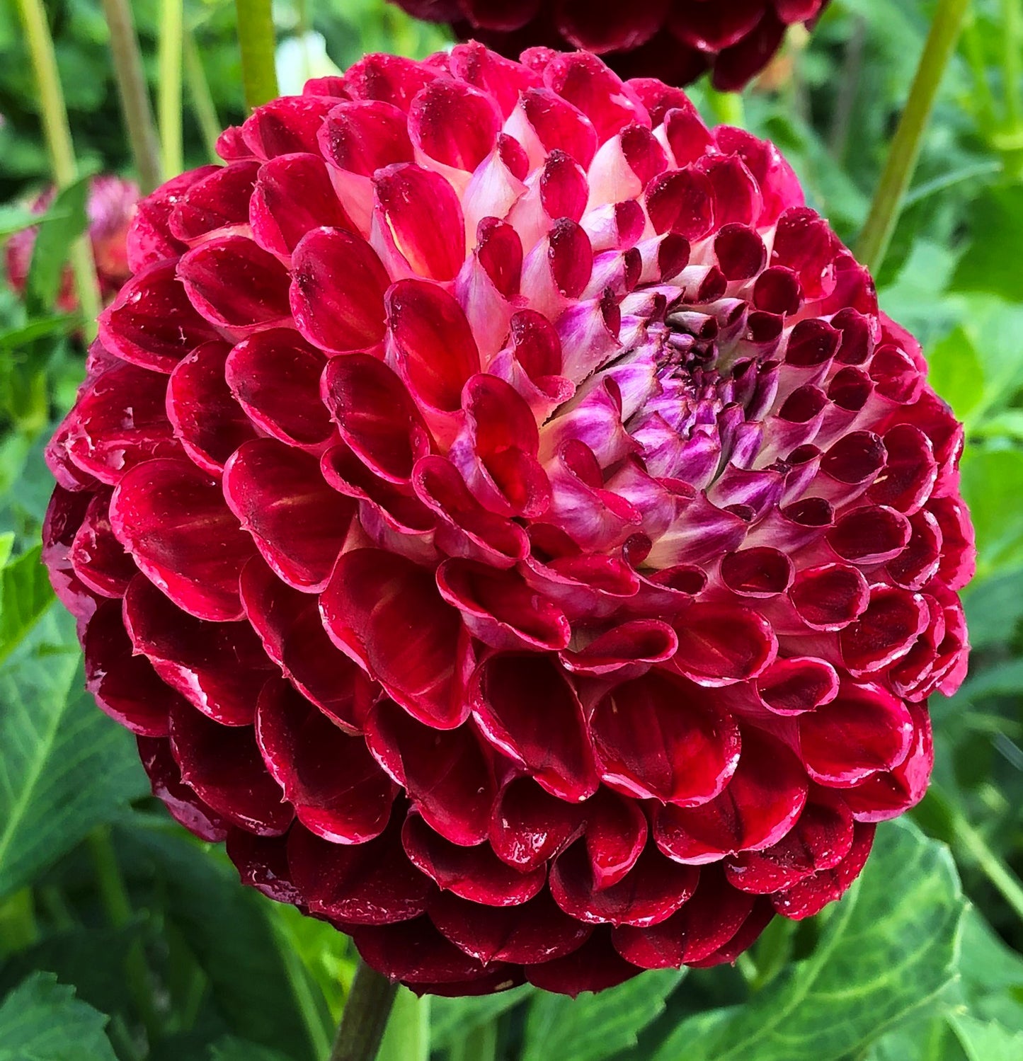 Dahlia: Jowey Joshua