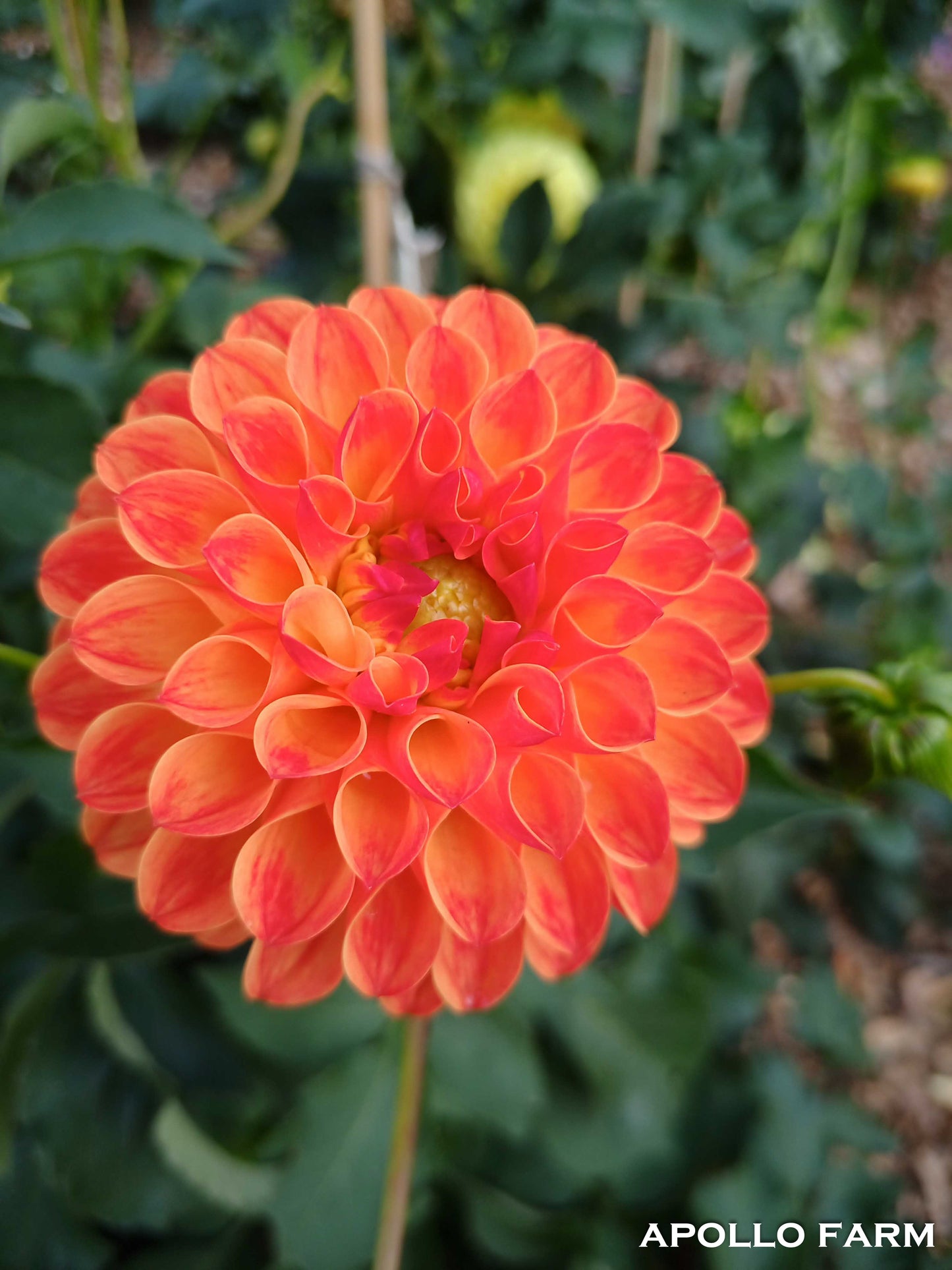 Dahlia: Jowey Chantal