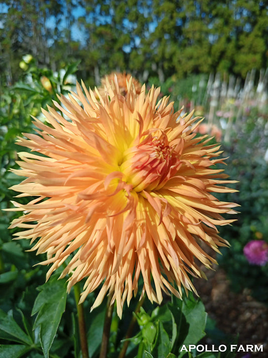 Dahlia: Kaiwera Gold