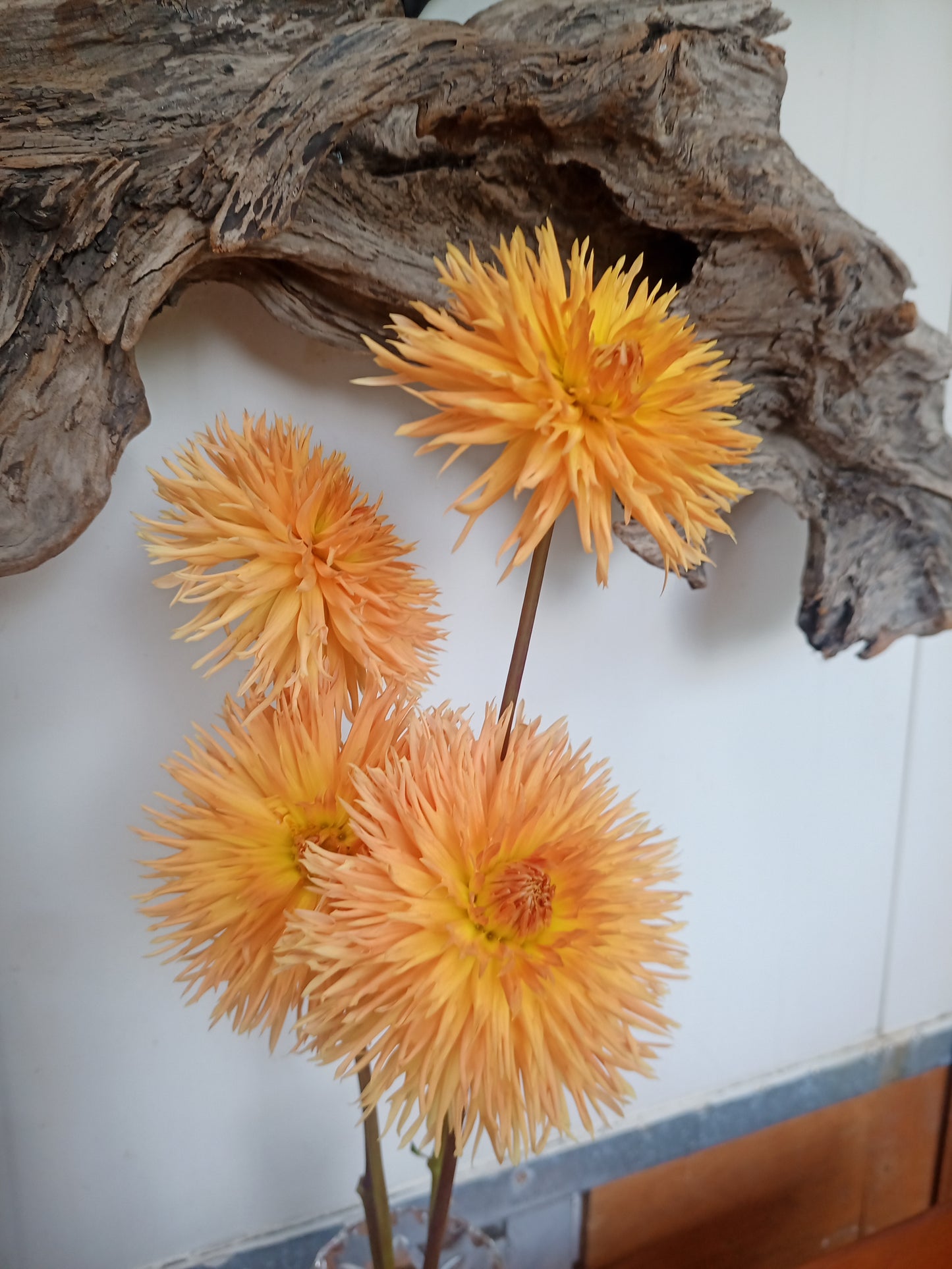 Dahlia: Kaiwera Gold