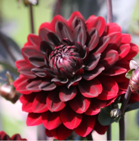 Dahlia: Karma Chocolate