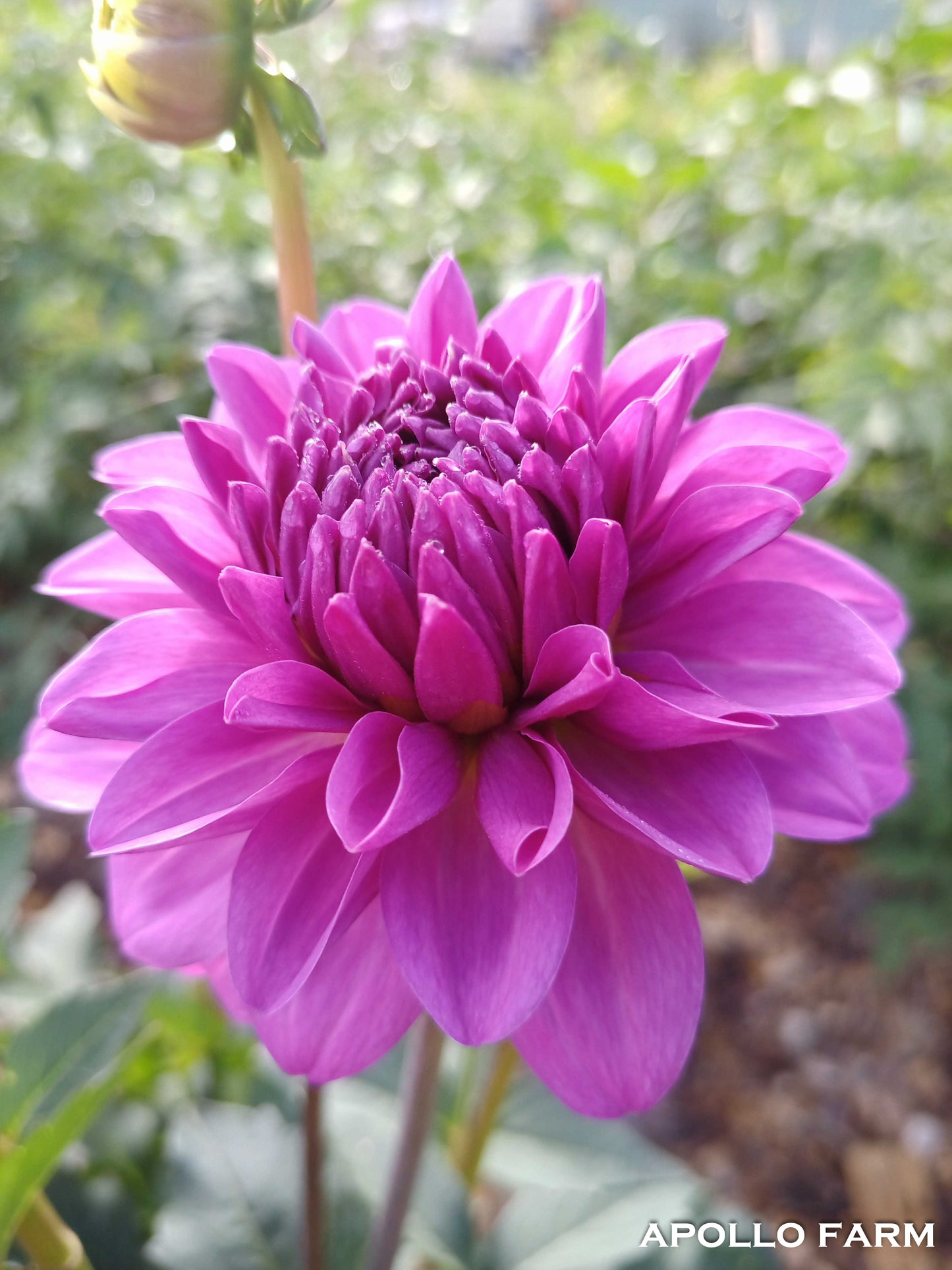 Dahlia: Karma Lagoon