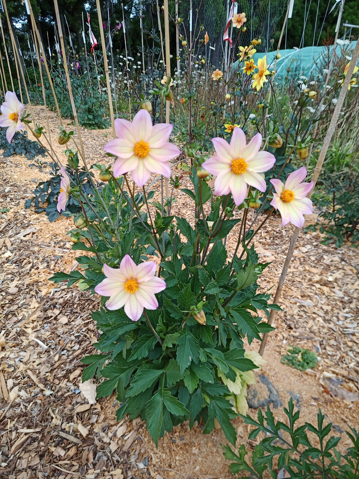 Dahlia: AF Moonlight Concerto