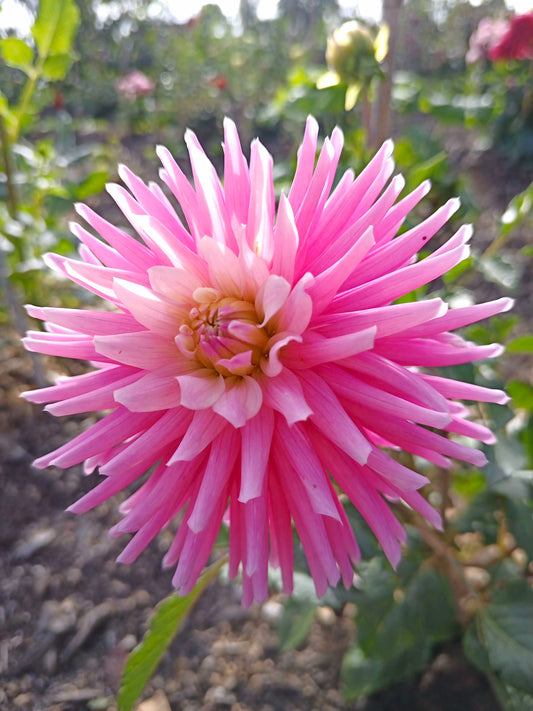 Dahlia: Park Princess